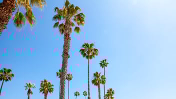 Californian palm trees